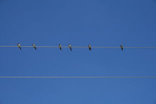 乐鱼体育app官网-世界青少年羽毛球邀请赛掀起“羽毛狂潮”