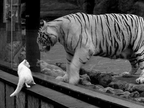 乐鱼体育 vip注册-青少年竞技项目多样化发展路径分析,青少年竞技项目多样化发展路径分析报告