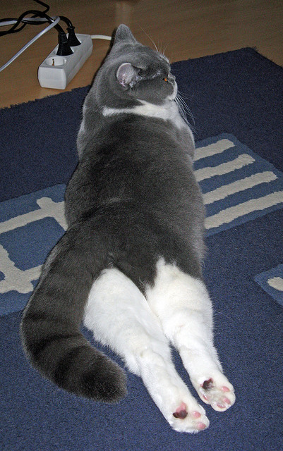 乐鱼体育官网优惠-CBA联盟启动冬训营项目全面提升青训质量,cba训练计划清单