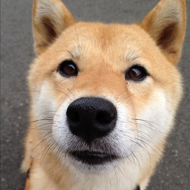 乐鱼体育平台官网-广东队利用挡拆战术不断撕裂对手防线，广东队战术打法