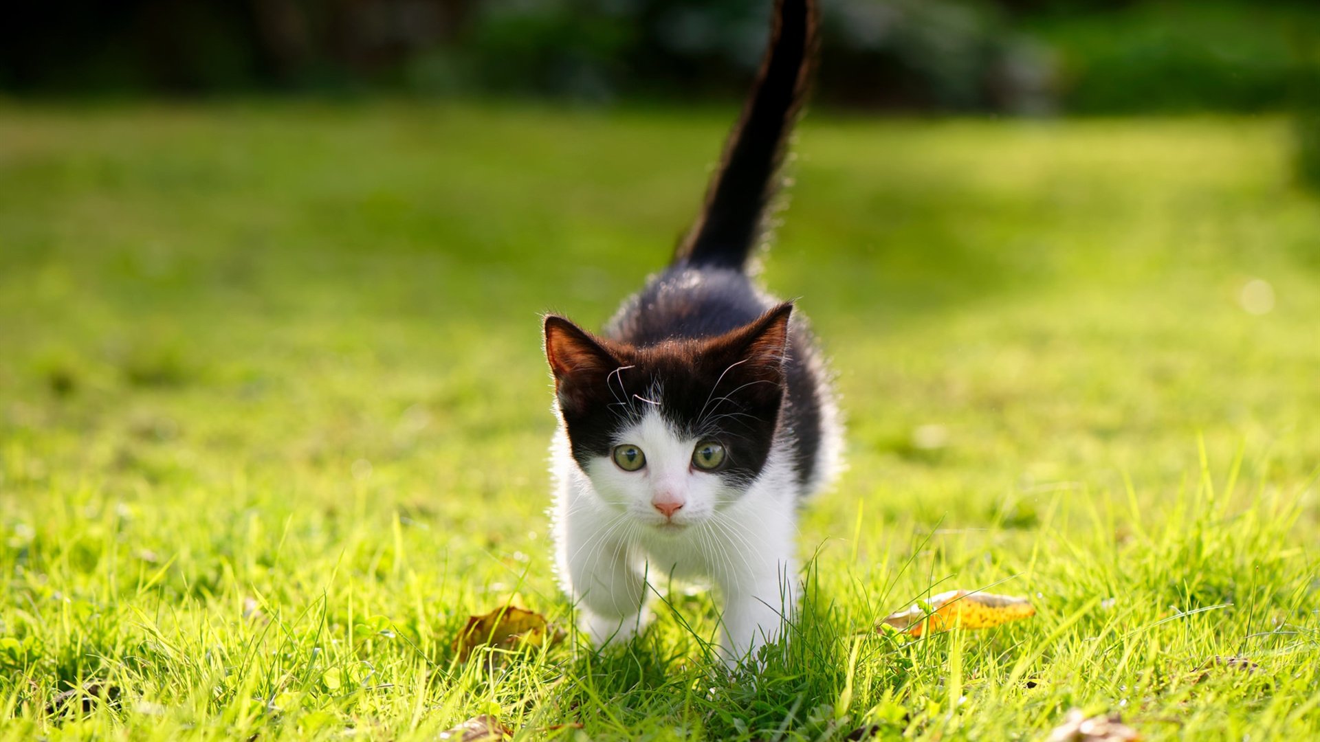 乐鱼app-高密度赛程下的轮换策略成为胜负分水岭