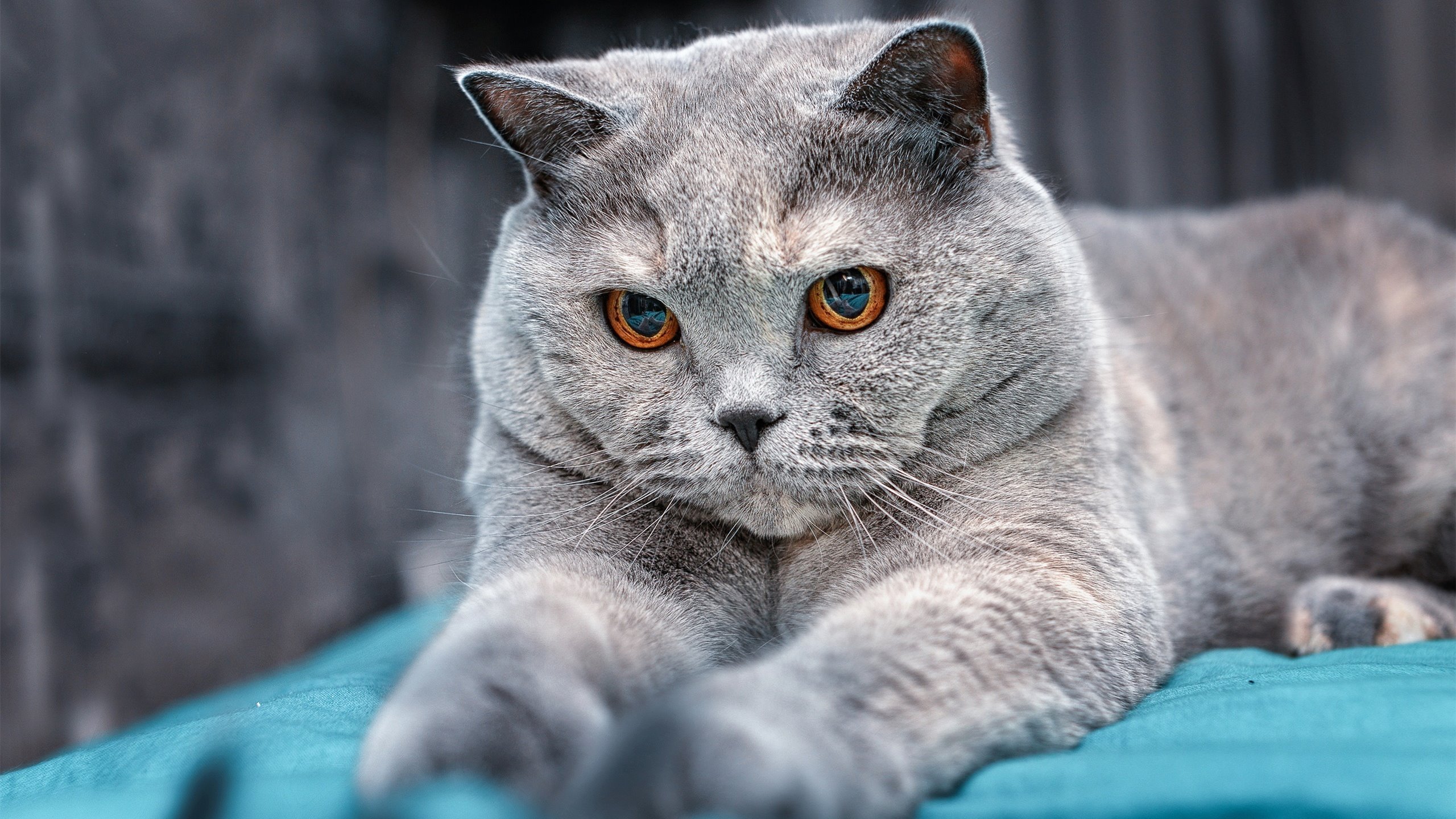 乐鱼体育平台官网-世界杯最激烈的场面:每一秒都令人心跳加速,世界杯史上最精彩的比赛