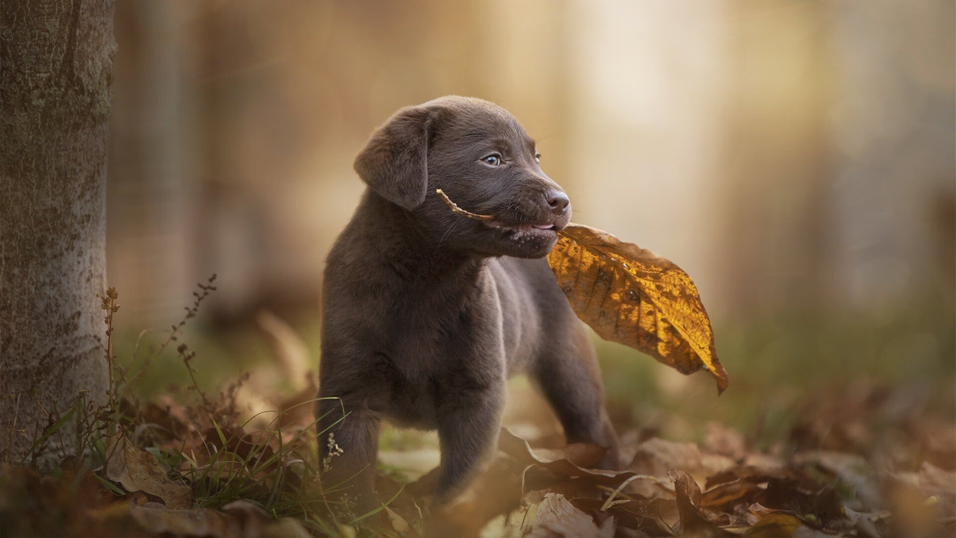 乐鱼体育app官网入口-乔纳·隆戈:从草地到光辉,成为全黑队的传奇标杆,乔纳森百科