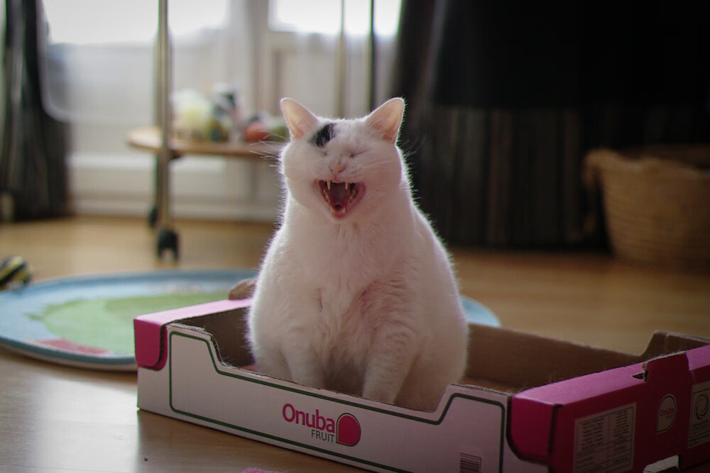 乐鱼体育app官网-克莱尔·柯尔赞赛后感谢团队支持,克莱尔资料