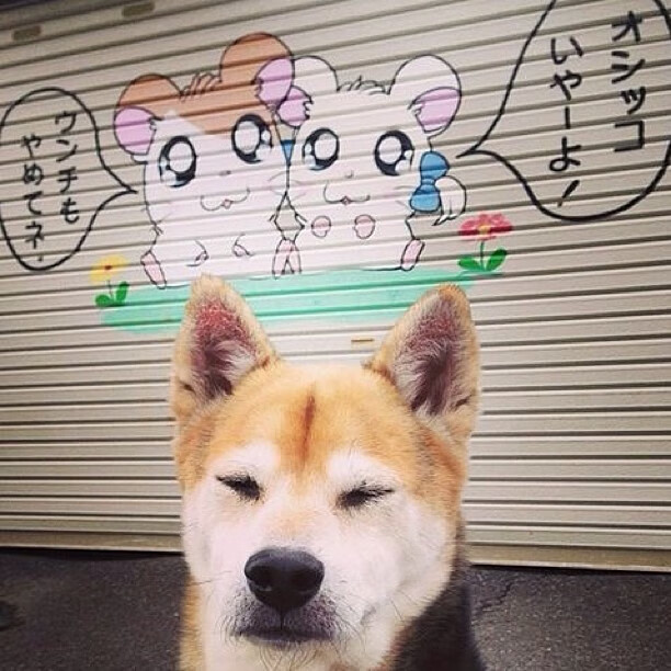 乐鱼体育app网址-塔特的快速反击与精准传球成为袋鼠队得分法宝