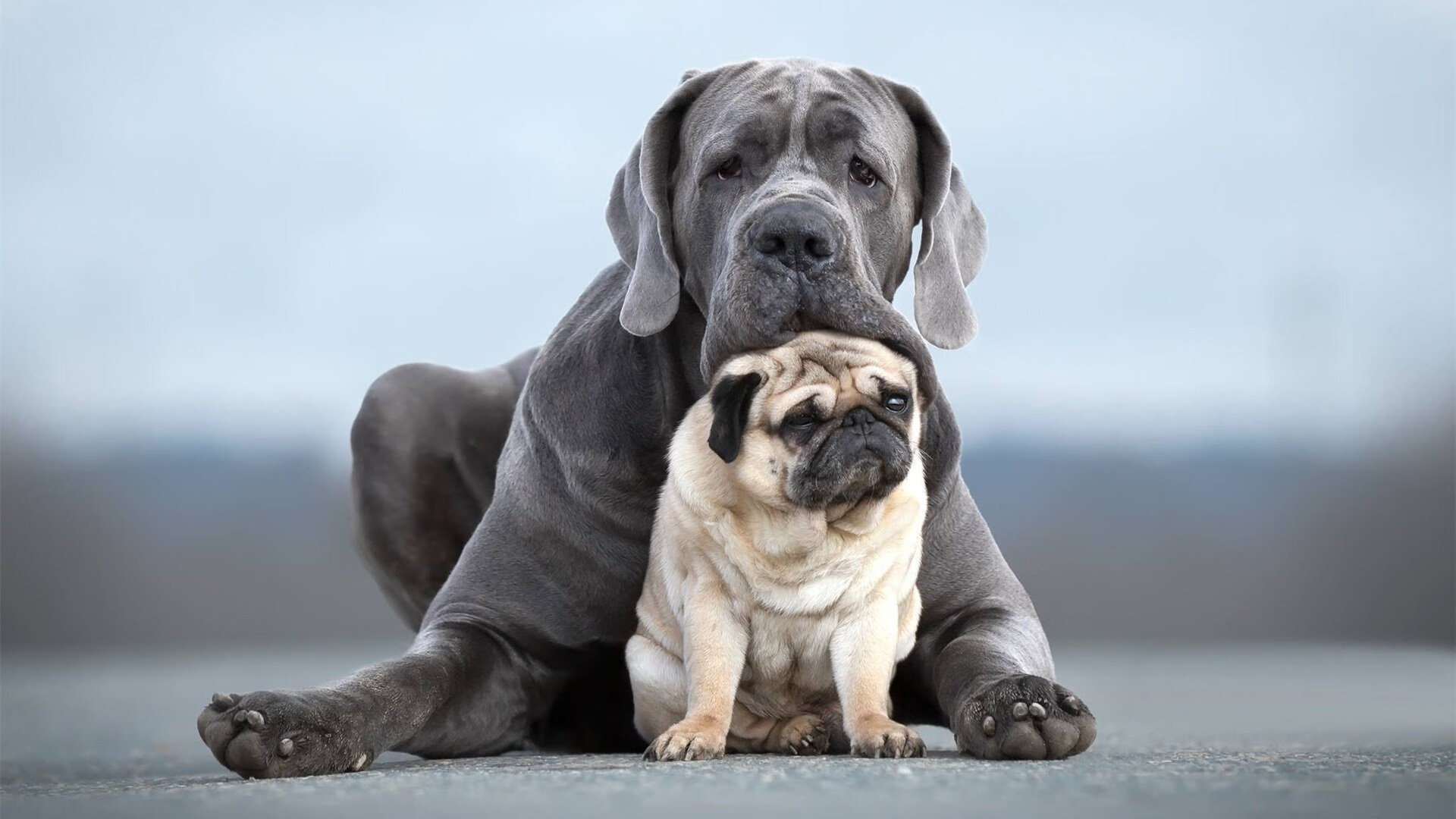 乐鱼体育官网投注-塞尔维亚男篮在欧洲预赛中坚持不懈,追寻奥运蜕变!,塞尔维亚男篮进奥运会了吗