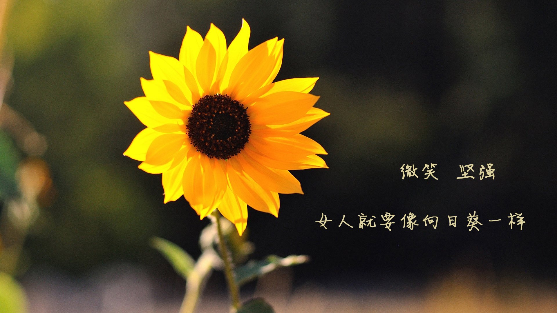 乐鱼体育app官方入口-德甲火力全开：攻势凌厉，氛围火爆！，德甲推荐