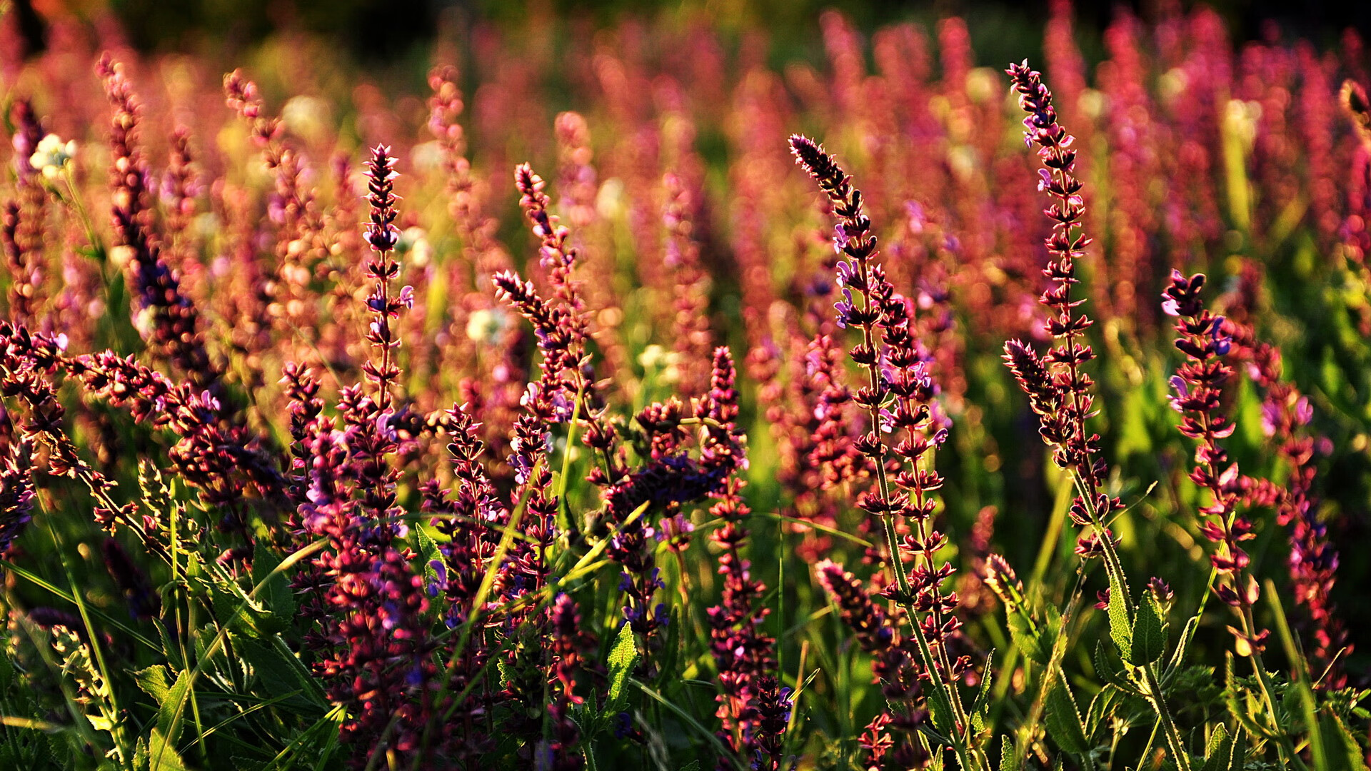 乐鱼体育app官网入口-意甲速度与技巧:极限对抗令人心跳加速,意甲身体对抗