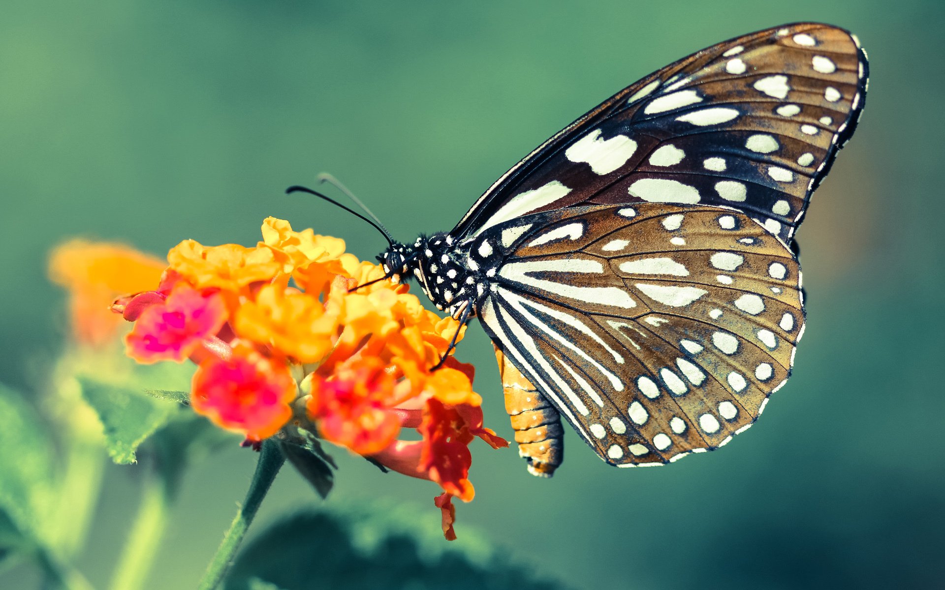 乐鱼体育网址入口-普里戈达用实力回应质疑，普里戈任